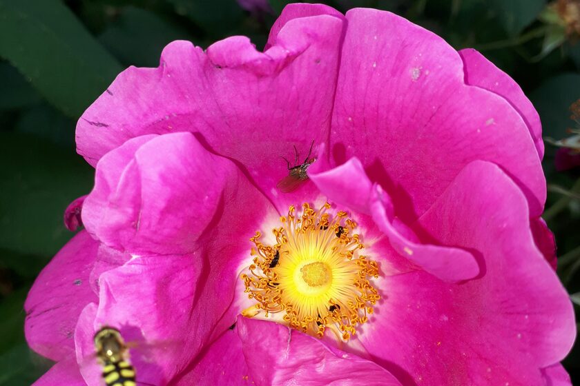 Insekten an Rosenblüte