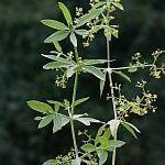 Krapp-Pflanze ((Rubia tinctorium)