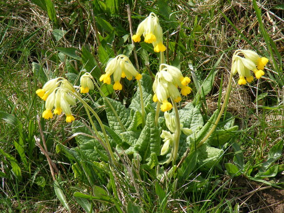 Frühlingsschlüsselblume