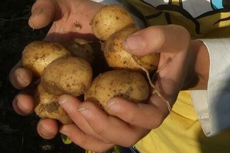 Kartoffelernte in den Händen