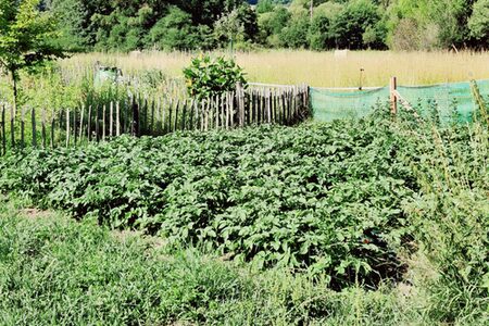 Kartoffelbeet Schulgarten 2025