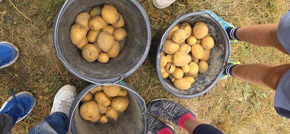 Geerntete Kartoffel aus dem Schulgarten