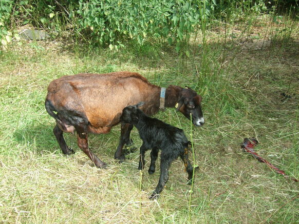 Kamerunschaf mit Lamm